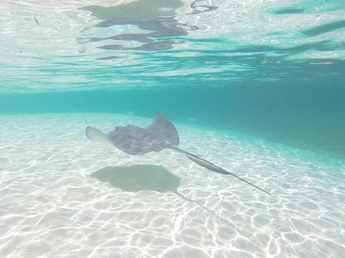 a fish swimming under water