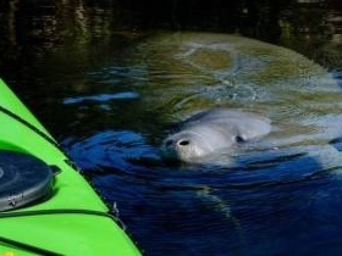 a bird swimming in water